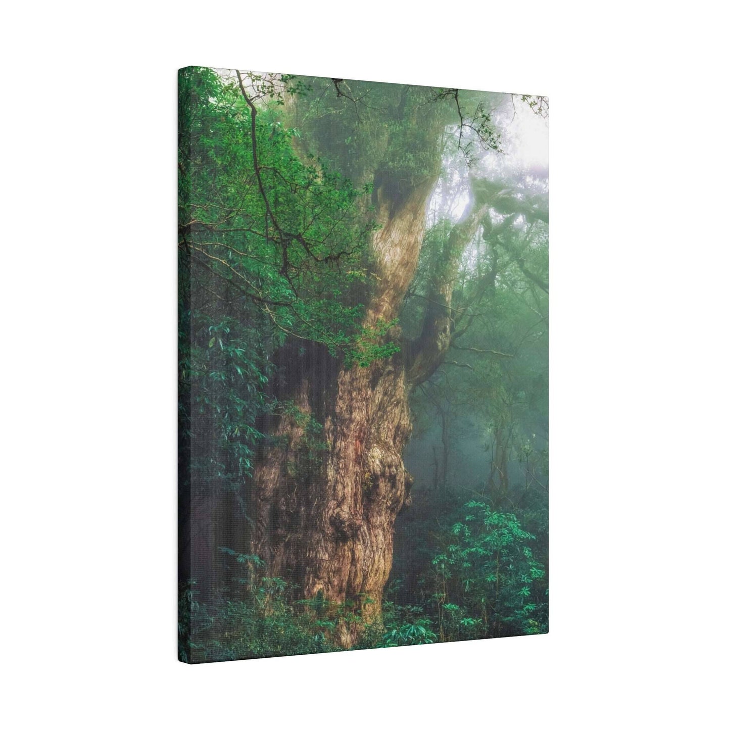 Enchanted Forest: Ancient Tree Canvas Art