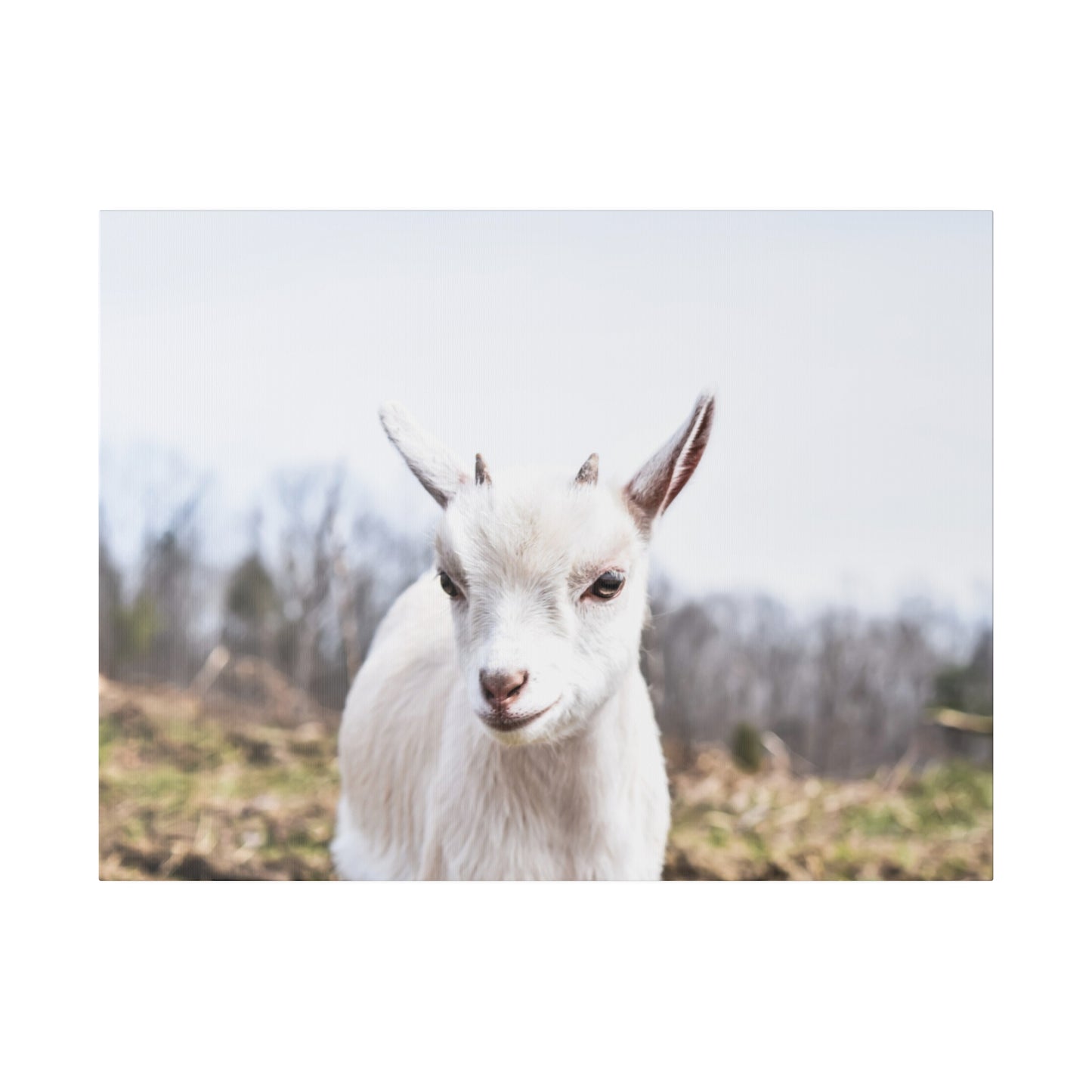 Curious Kid: Charming Goat Portrait Canvas Art