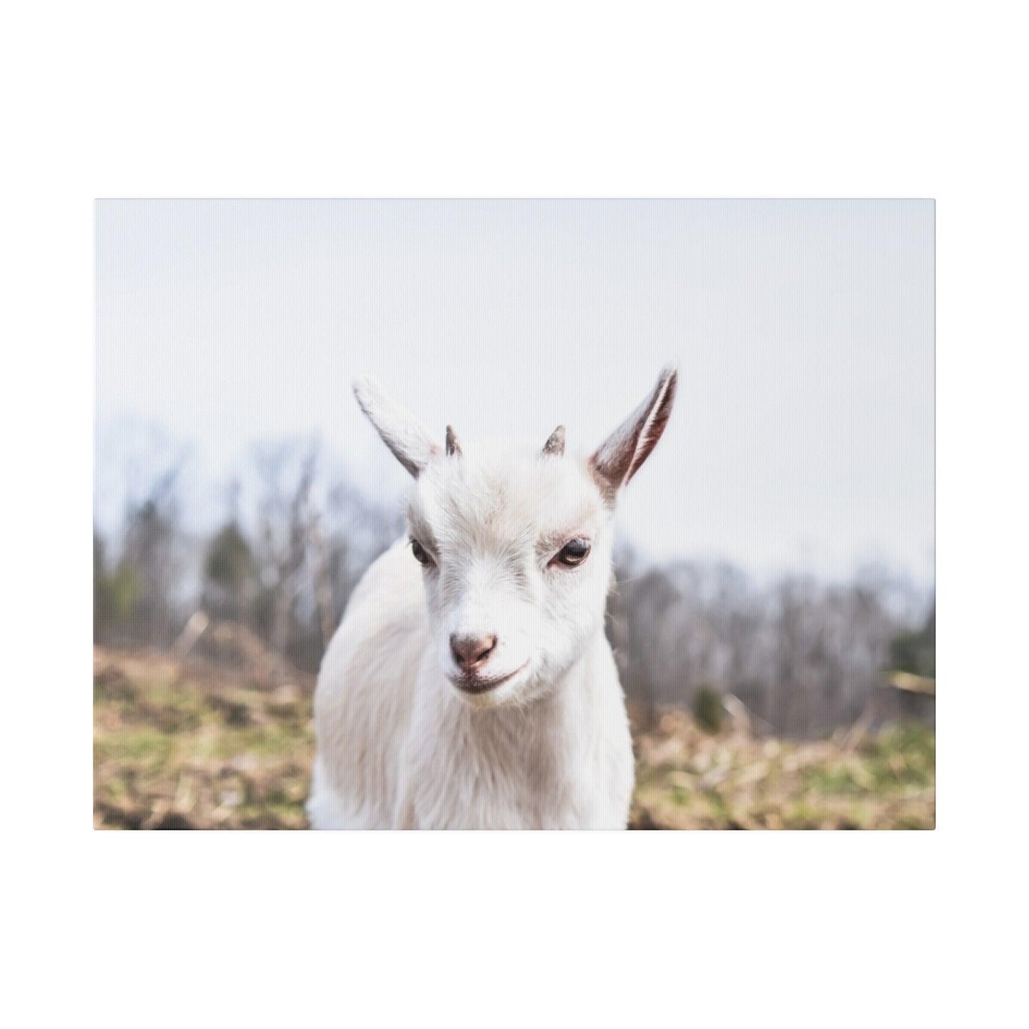 Curious Kid: Charming Goat Portrait Canvas Art