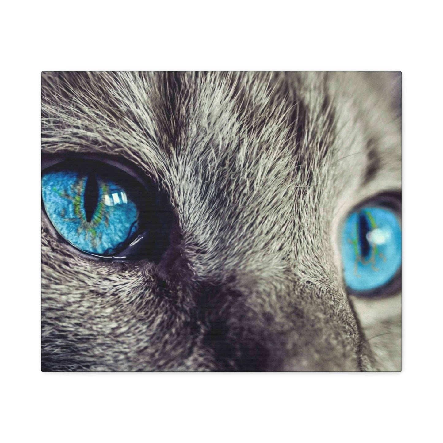 a close up of a cat's blue eyes