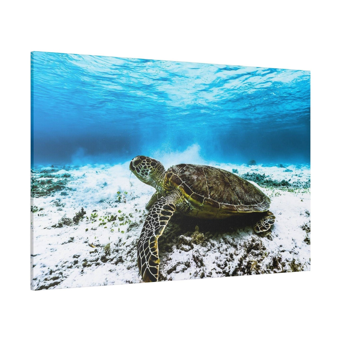 Reef Guardian: Sea Turtle Underwater Canvas Art