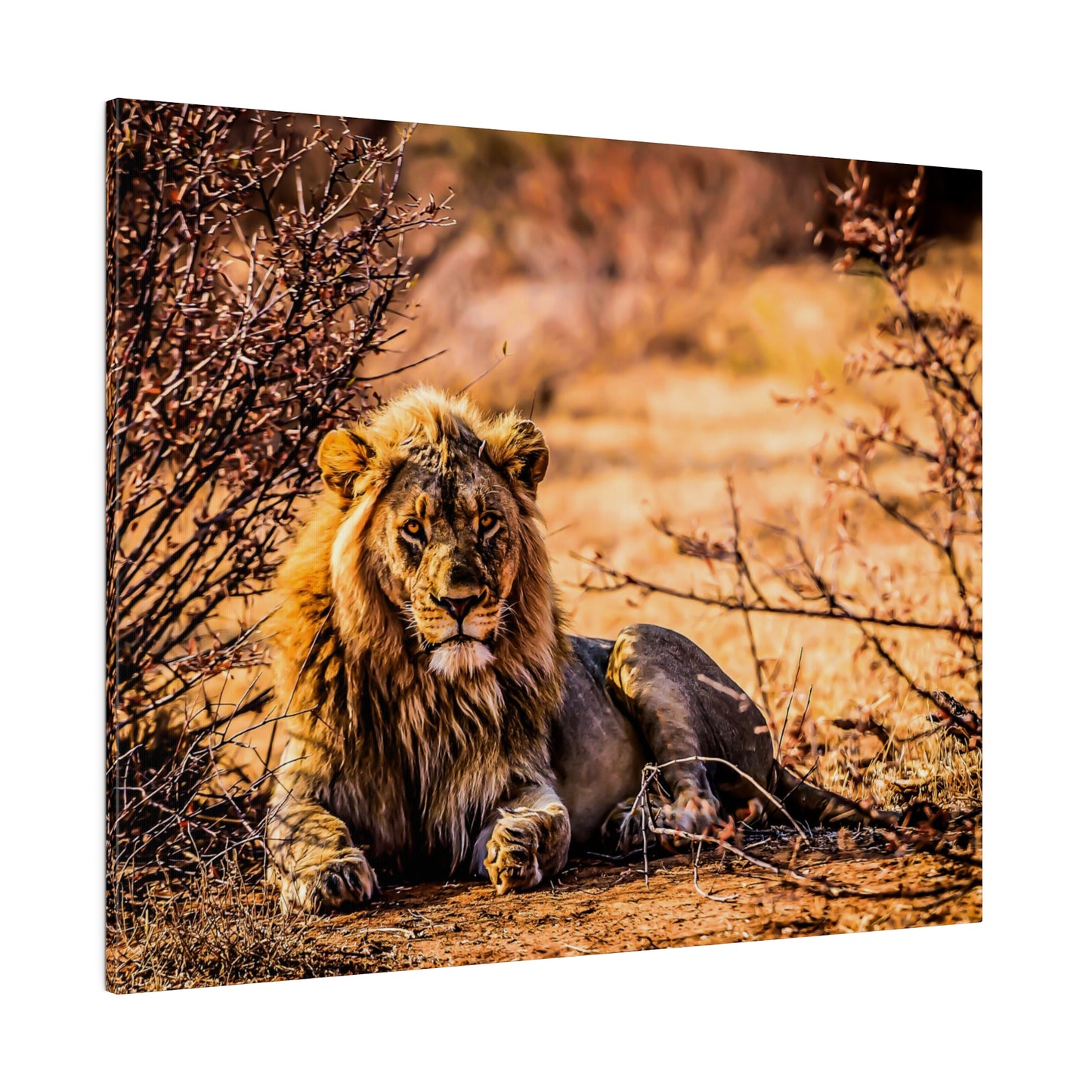 An African lion resting in a dry landscape, surrounded by bushes. The lion's mane and intense gaze are illuminated by the warm sunlight, showcasing its regal nature.