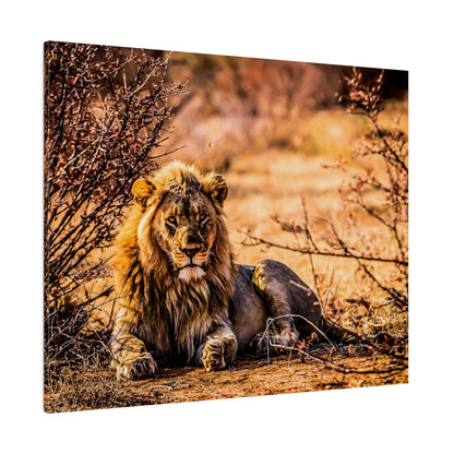 Adult male lion with a mane lies on dry ground among thorny bushes in a sunlit savannah.