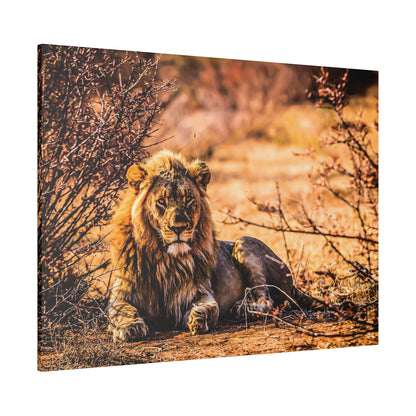 Adult male lion with a golden mane rests on dry ground among thorny bushes in a sunlit savannah.