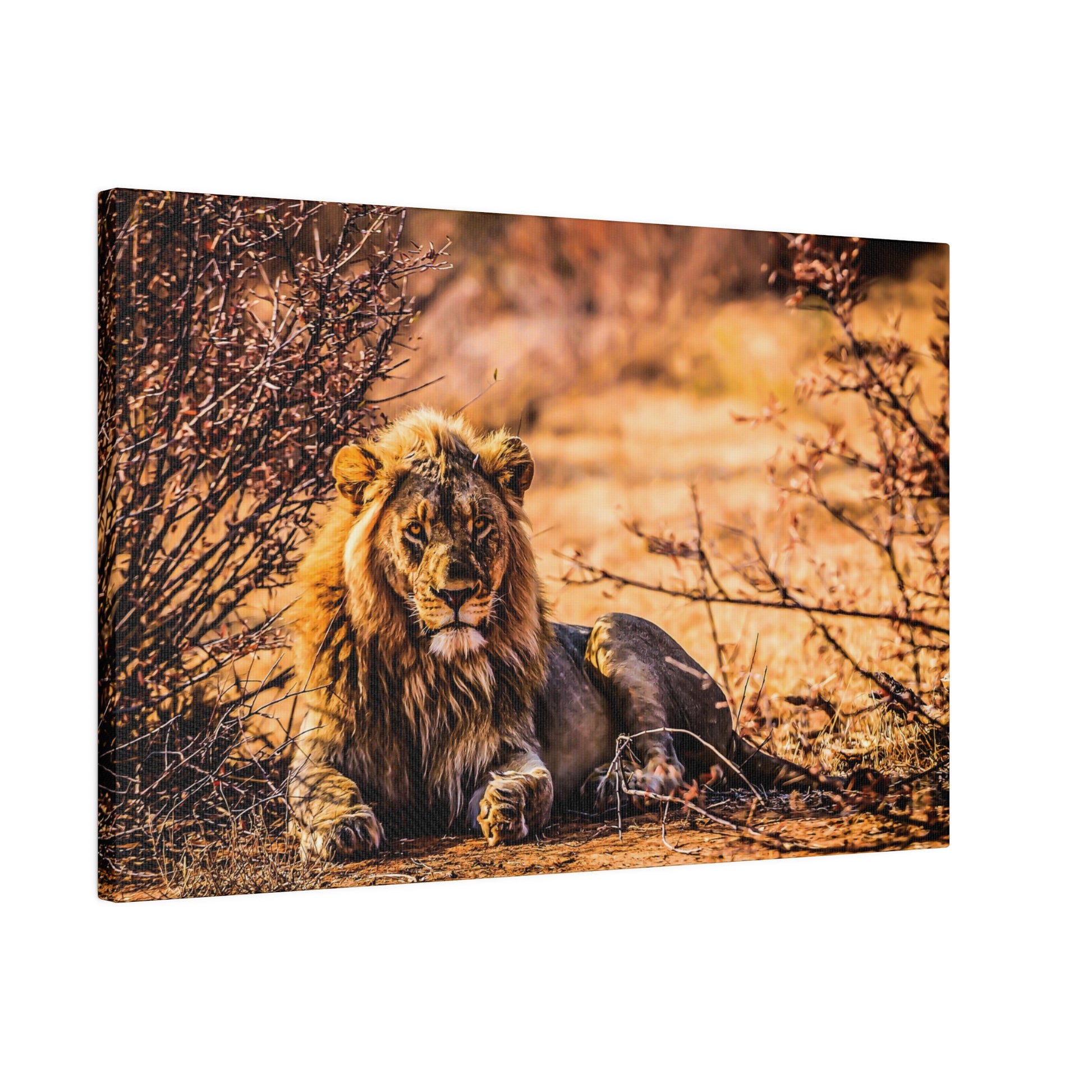 An African lion resting on the ground, amidst dry bushes in the savannah. The warm sunlight highlights the lion's impressive mane and powerful presence.