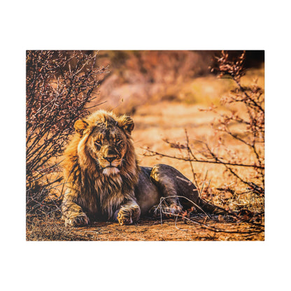 Adult male lion with a mane rests on dry, dusty ground amid sparse thorny bushes.