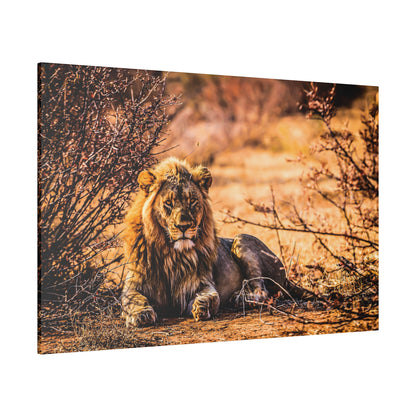 Adult male lion with a mane lies on dry, sandy ground among sparse bushes in warm afternoon light.