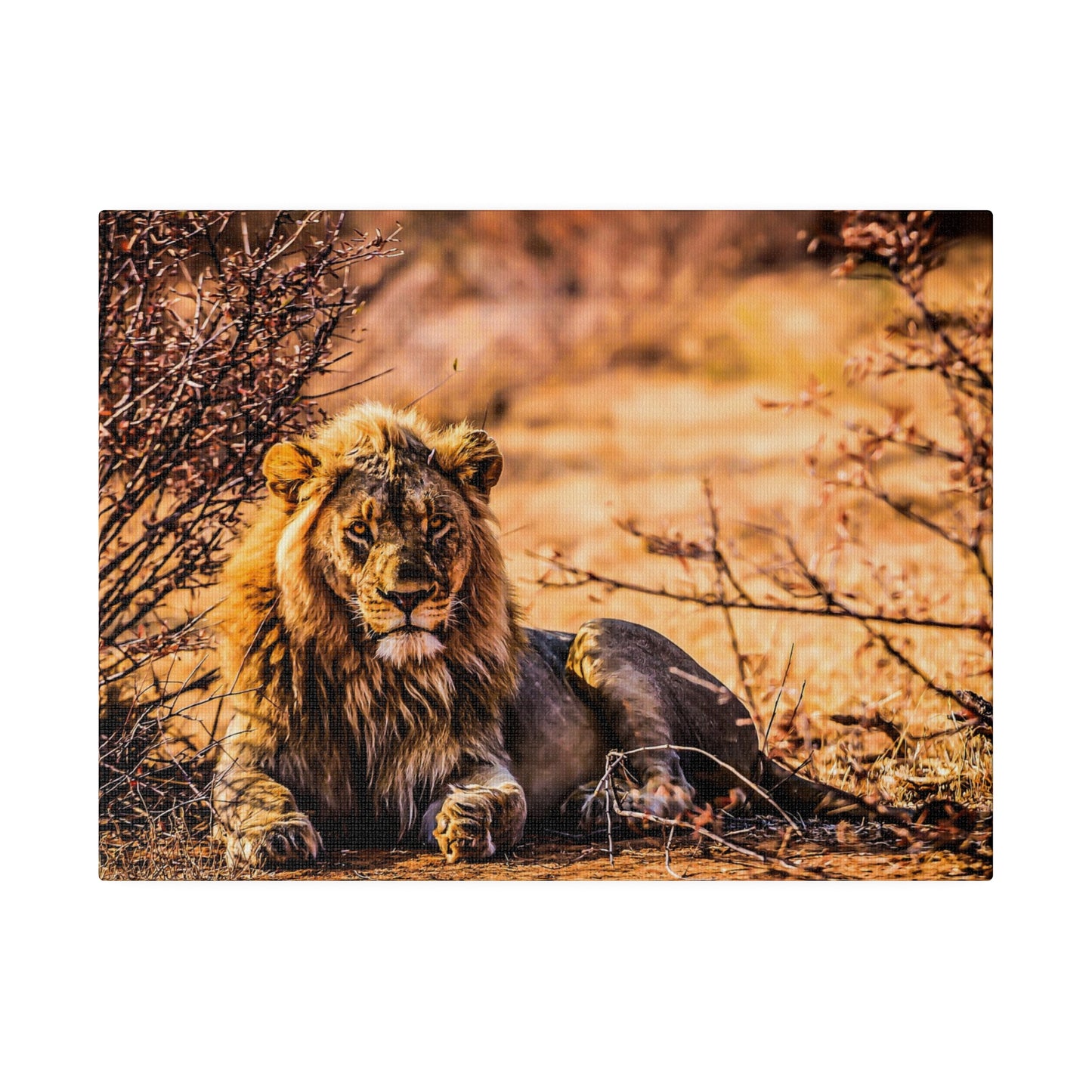 An African wild lion resting in the savannah, surrounded by dry bushes and bathed in warm sunlight. The lion's majestic mane and calm demeanor are striking.