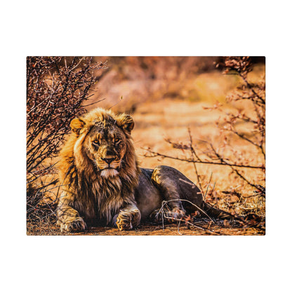 Adult male lion with a mane lying on brown dirt among dry bushes in a sunlit savannah.