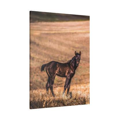 A dark foal standing in a dry, golden field with tall grasses, facing the camera.