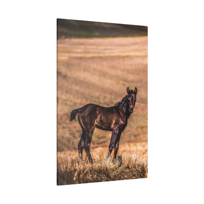 Dark brown foal standing in a dry grassy field with a blurred tan hill landscape behind.