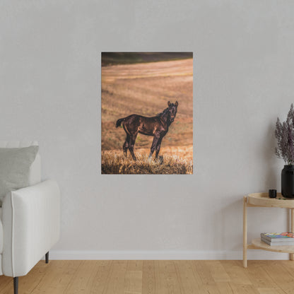 Black foal standing on dry golden grass in a sunlit pasture.