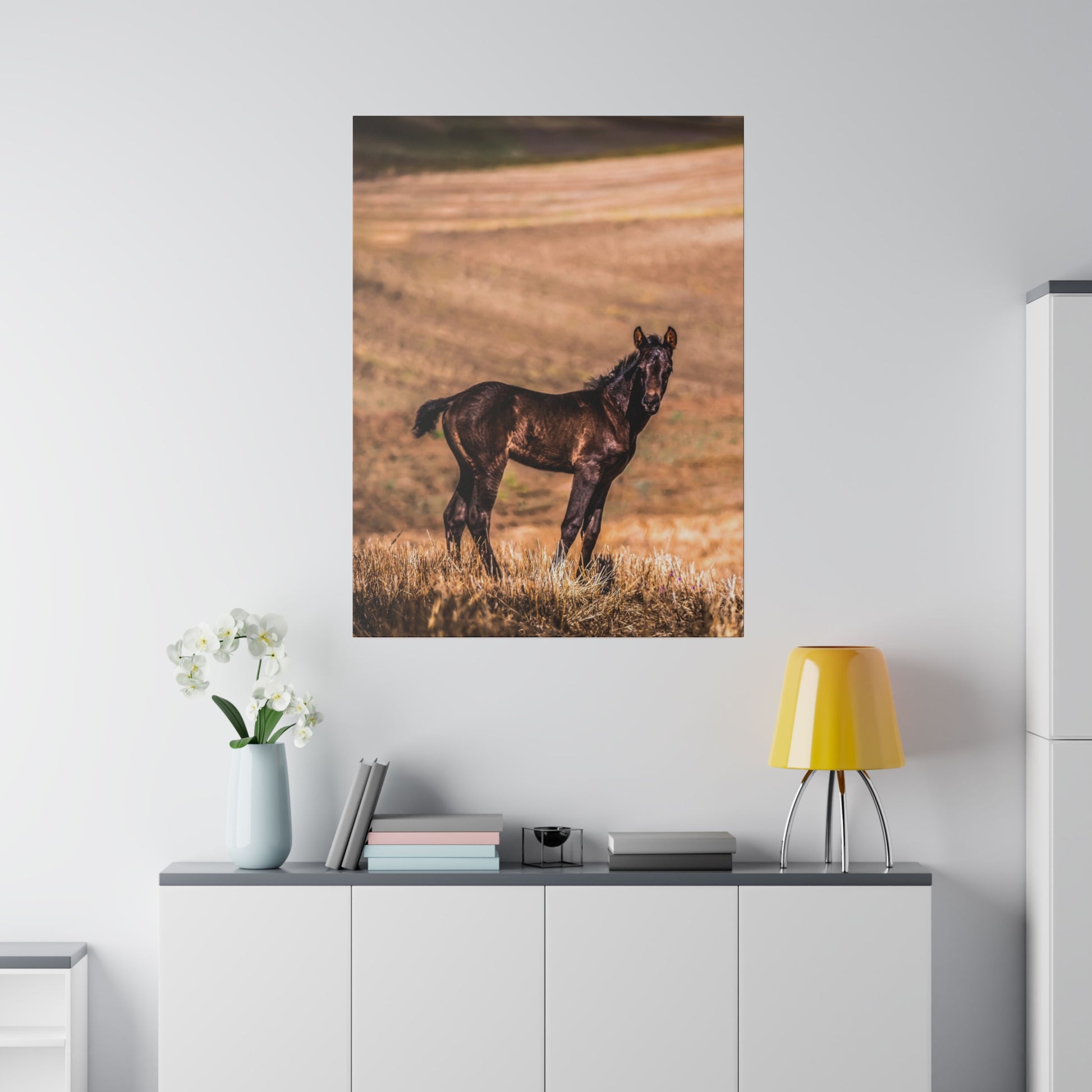 Baby horse with a dark coat standing in a meadow during autumn, with a golden field stretching into the distance.