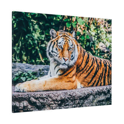 A Bengal tiger with orange fur and black stripes lying on a rocky ledge, surrounded by dense green foliage.
