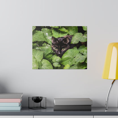 Close-up of a black cat peeking through dense green ivy leaves.