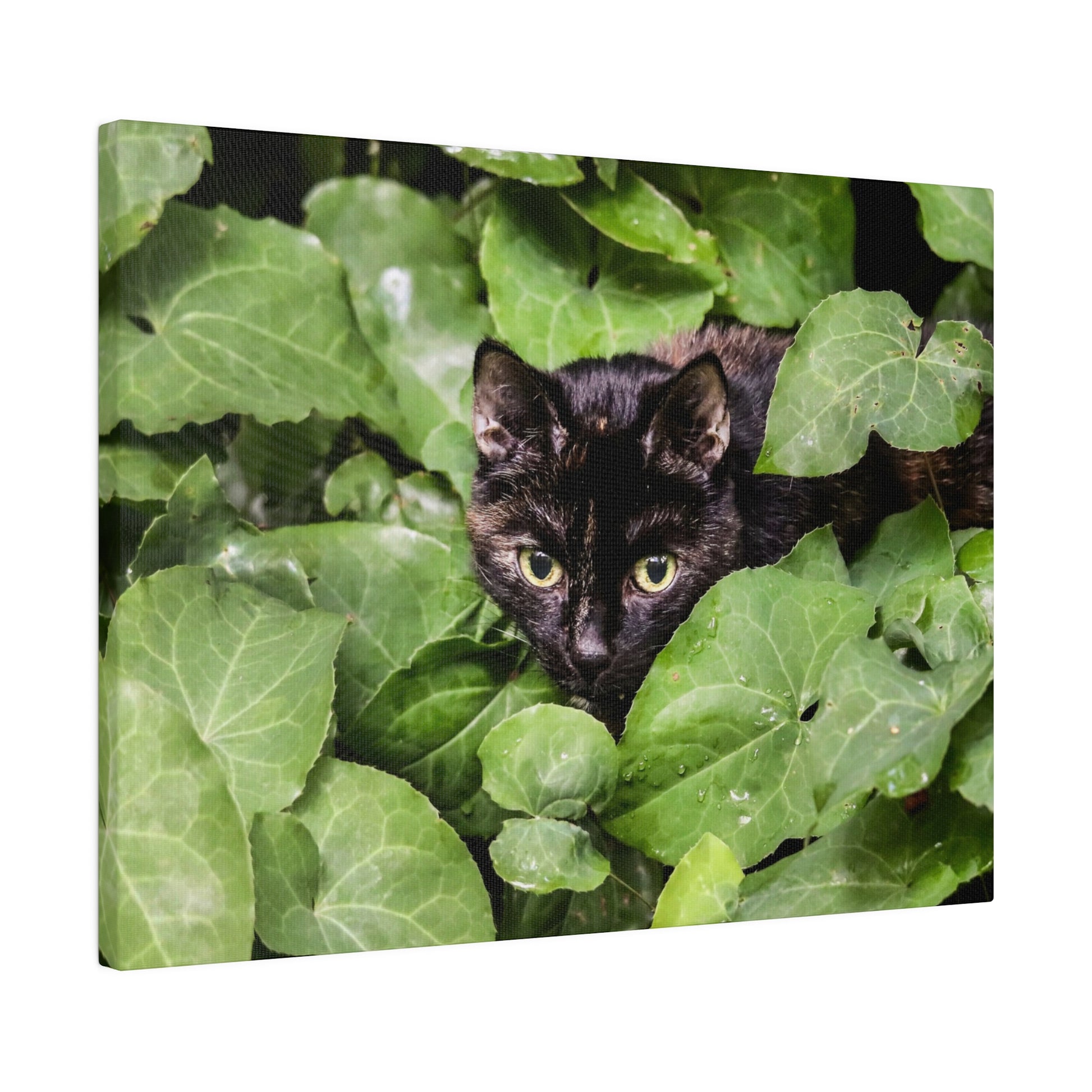 Black cat with yellow eyes peeking through dense green ivy leaves.