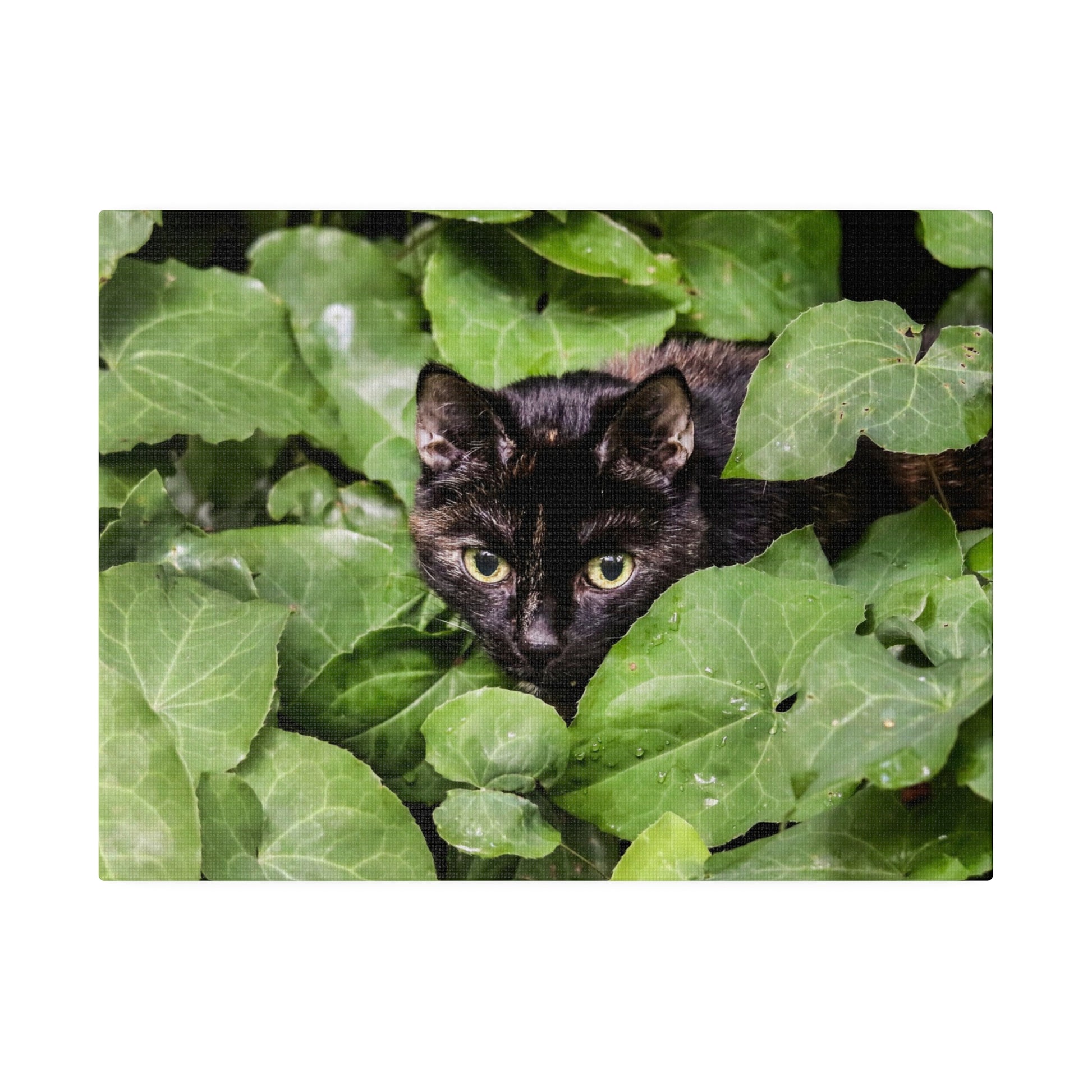 Black cat with yellow-green eyes hidden among dense, broad green leaves.