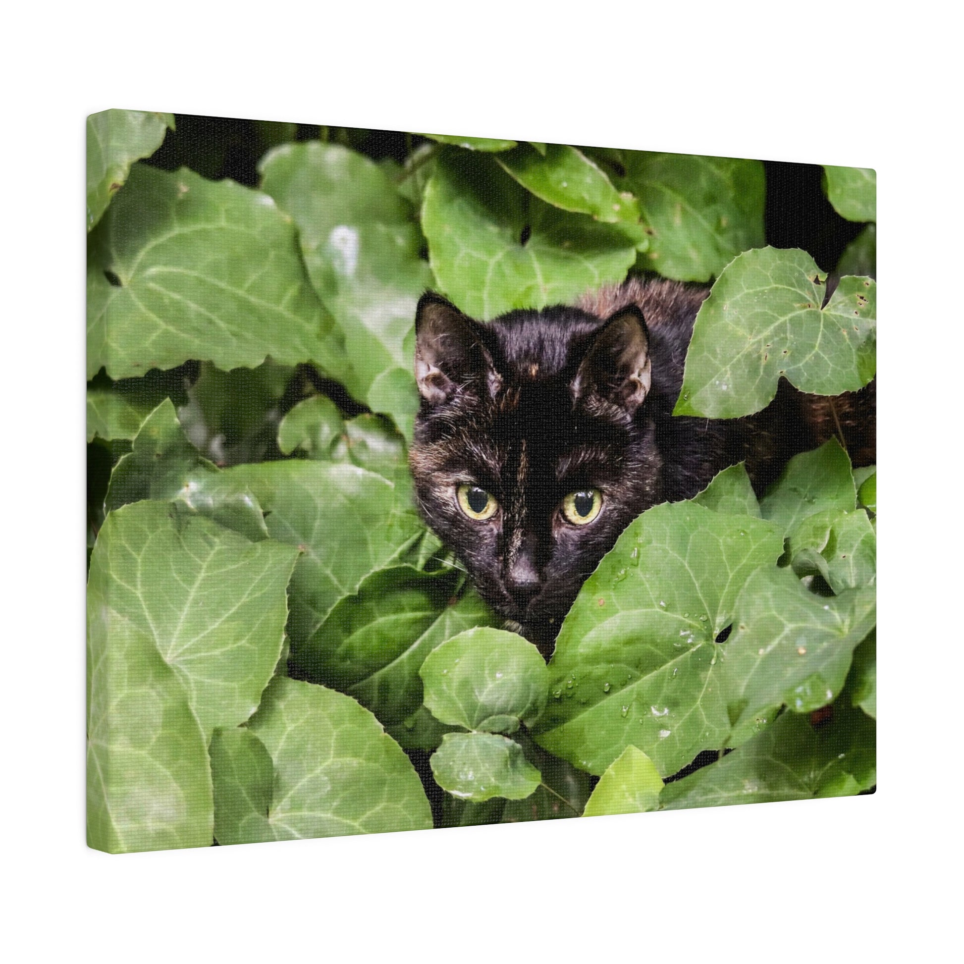A sleek black cat with yellow-green eyes peeks through dense green ivy leaves.