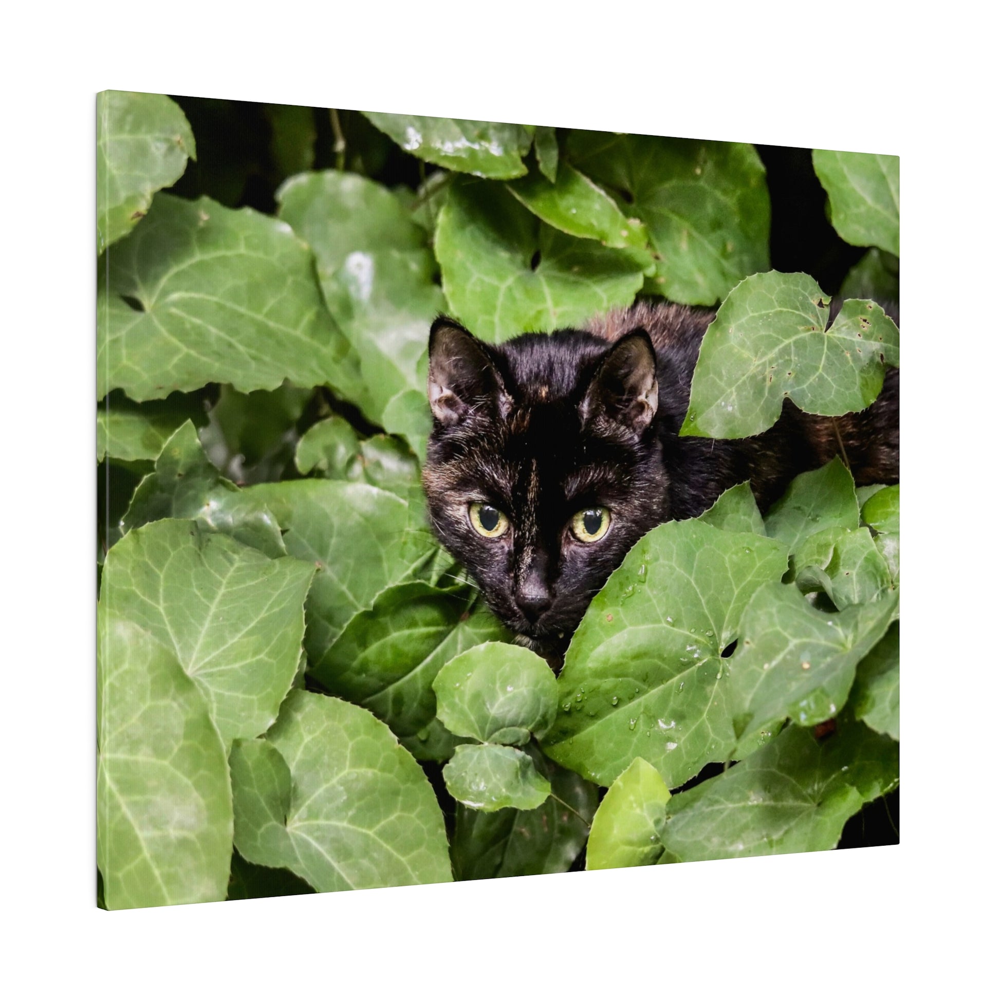 Black cat peeking through dense green ivy leaves with yellow-green eyes staring at the camera.