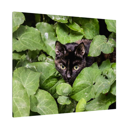 Black cat peeking through dense green ivy leaves with yellow-green eyes staring at the camera.