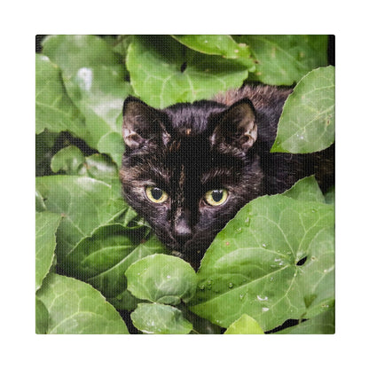 A black cat with yellow eyes peeks out from thick green ivy leaves.