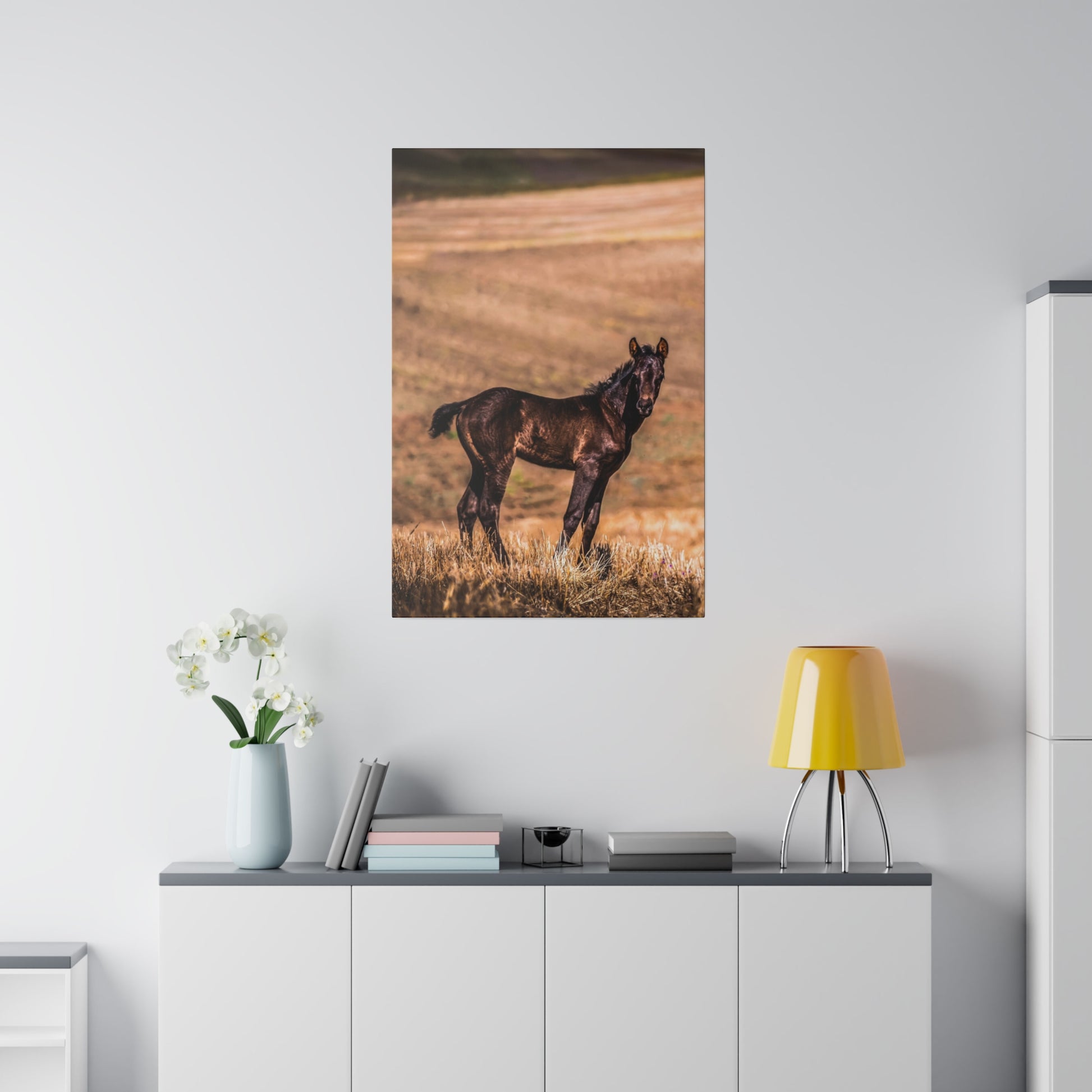 Black colt standing in sunlight on a gently sloping hill, with the background showcasing a serene rural landscape.