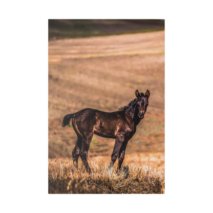 Black horse foal standing in a dry, brown grassy field with rolling hills in the background.