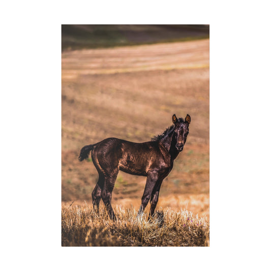 Black horse foal standing in a meadow, bathed in the soft light of the setting sun, with rolling hills in the background.