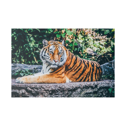 Color photo of a Bengal tiger lying on a rocky ledge with orange fur and black stripes, surrounded by green foliage.