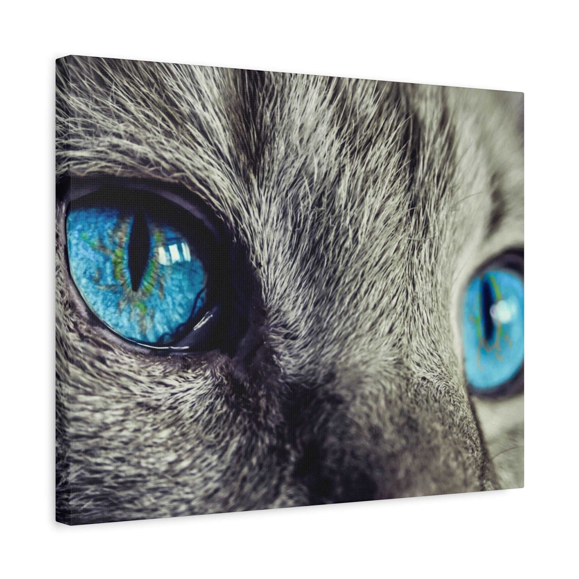 Close-up of a gray cat's face showing bright blue irises and textured fur.