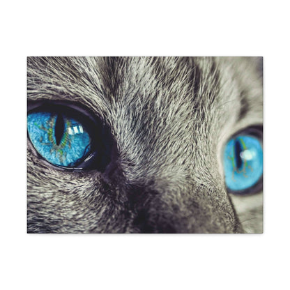 Close-up of a gray cat's blue eyes, showing detailed irises and surrounding fur.