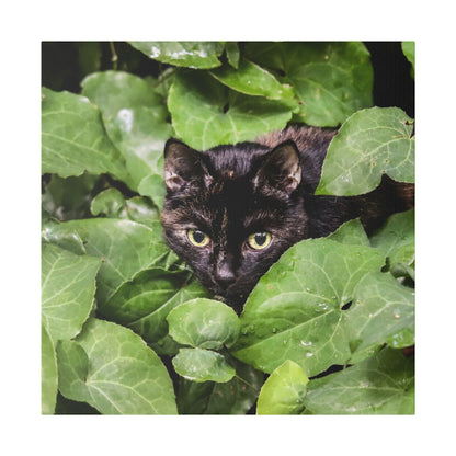 Black cat peeks out from dense green ivy leaves, with yellow eyes looking toward the camera.