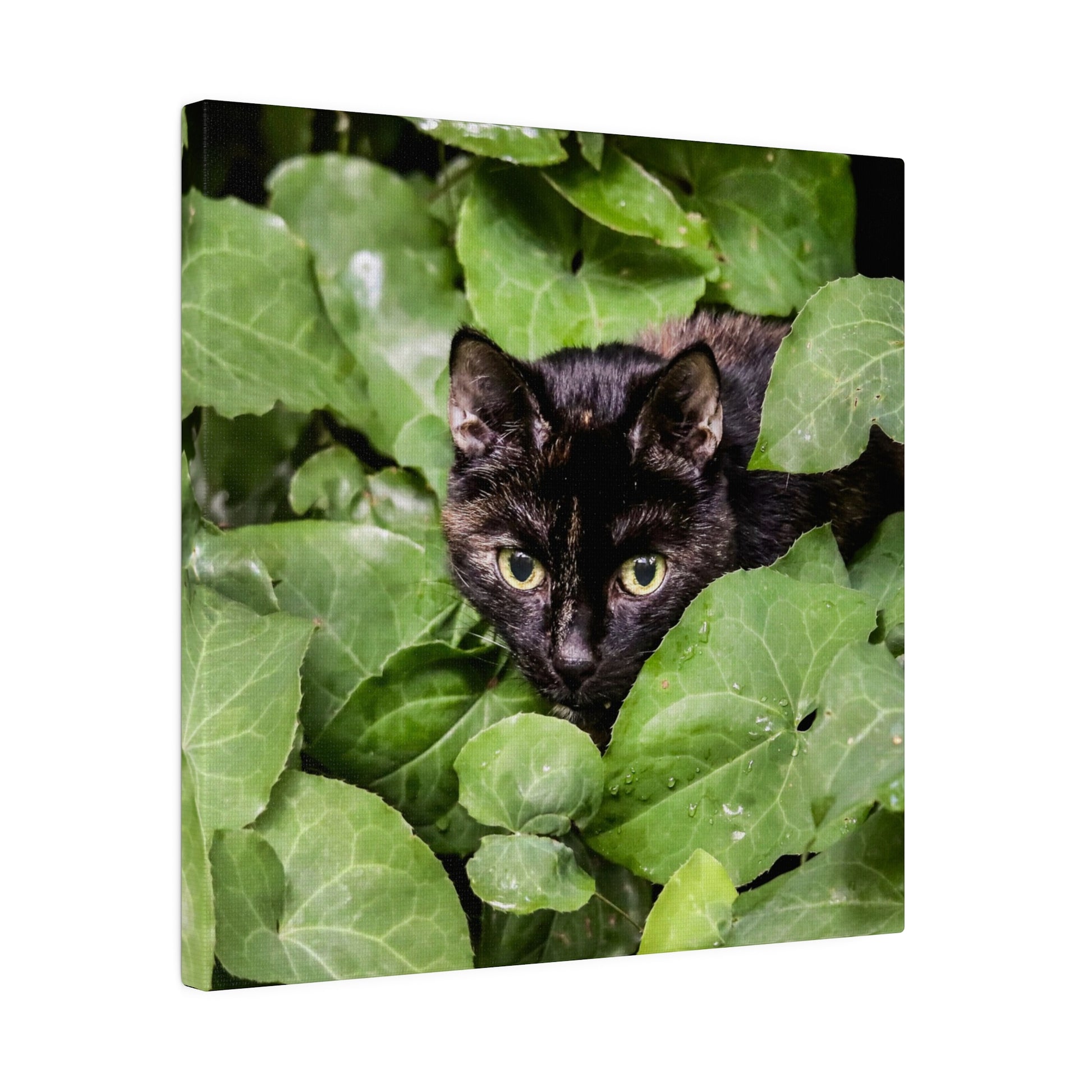 Black cat with greenish-yellow eyes peeks through large green leaves, nestled in dense foliage.