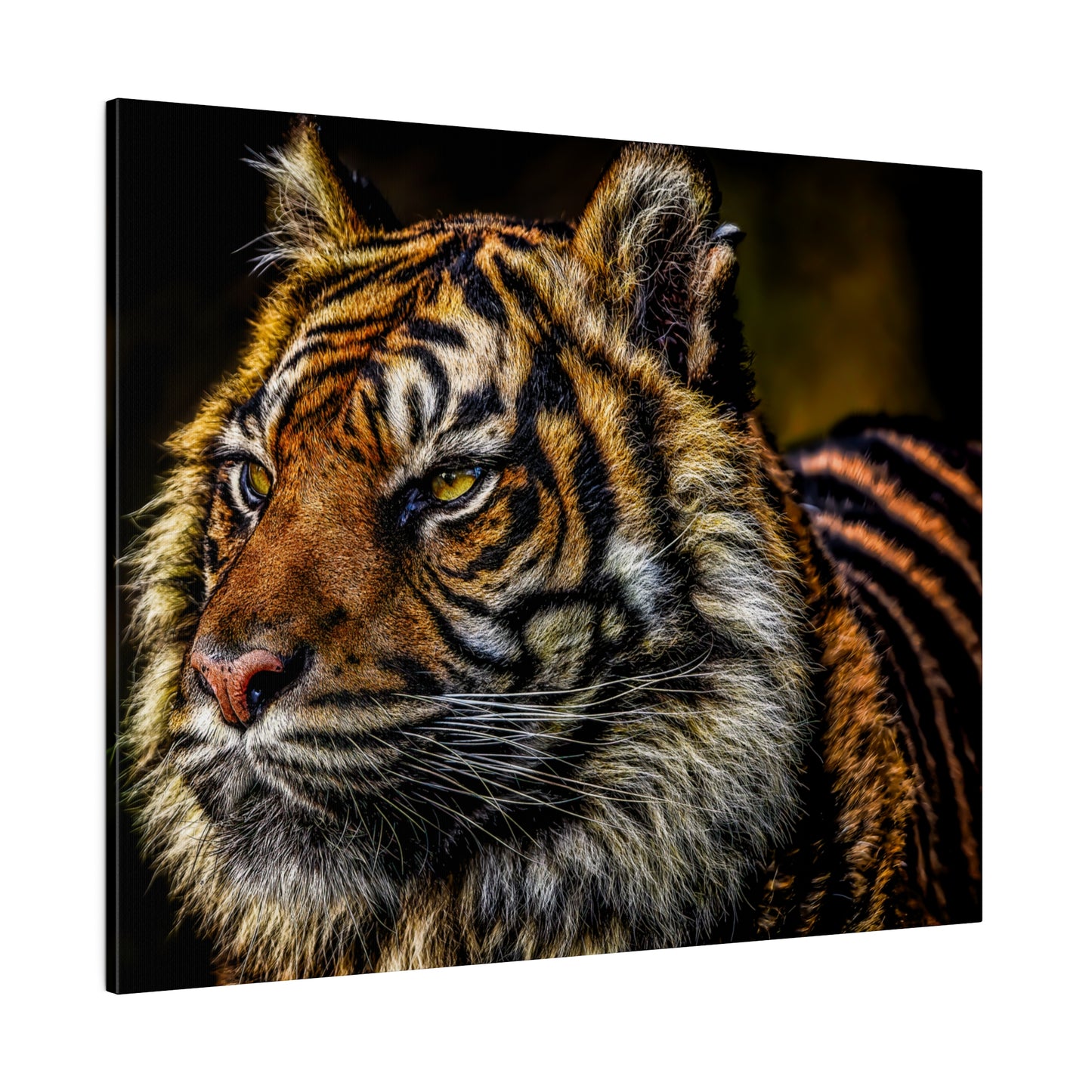 A close-up view of a tiger's face, focusing on its piercing eyes and detailed fur patterns. The portrait highlights the tiger's majestic and powerful presence.