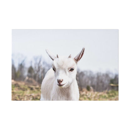 White goat portrait on canvas with a blurred outdoor background.