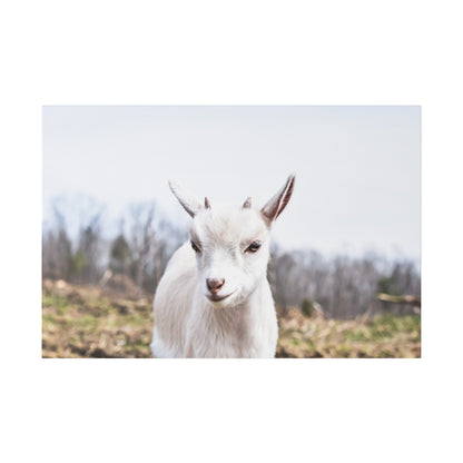 White kid goat standing in a rural field with leafless trees in the background.