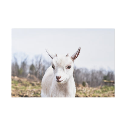 White goat facing the camera in a rural field with bare trees in the background.