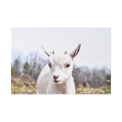 Close-up of a white goat facing the camera in a grassy field with leafless trees in the background.
