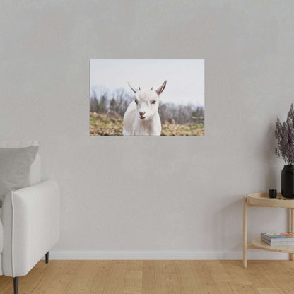 Canvas wall art depicting a white goat portrait hung on a neutral gray wall above a wooden floor.