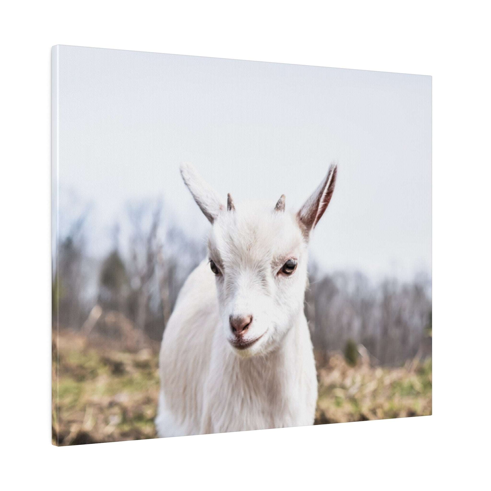Canvas art showing a close-up portrait of a white goat facing the camera outdoors with a blurred natural background.