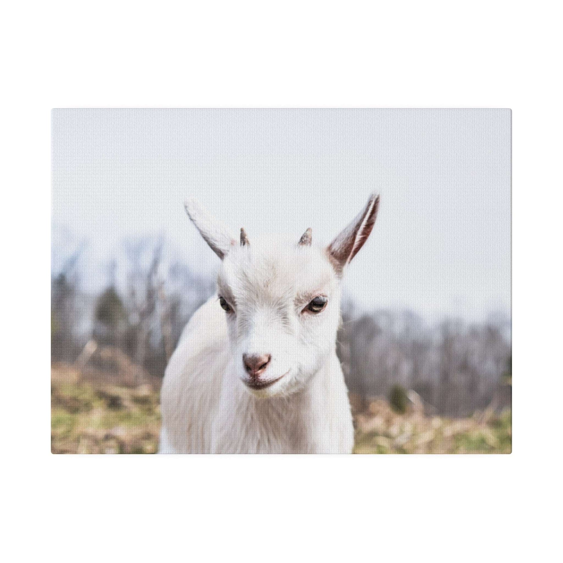 White goat portrait on canvas, facing forward with small horns, blurred outdoor background.
