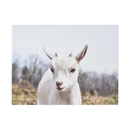 White goat portrait on canvas, facing forward with small horns, blurred outdoor background.