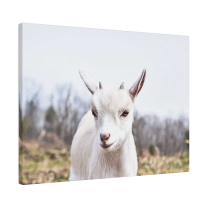 White goat facing the camera in a field with blurred trees in the background.