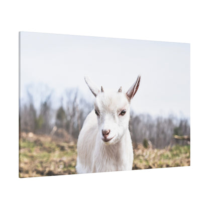 White goat facing the camera in a field with bare trees and a pale blue sky in the background.