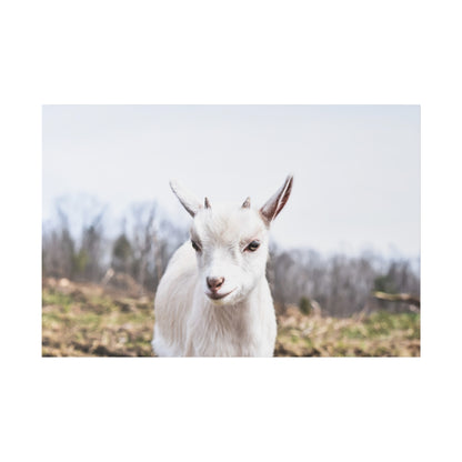 White goat with small horns standing in a muddy field with bare trees in the background.