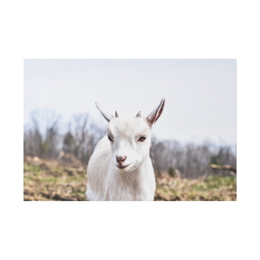 White goat with small horns standing in a muddy field with bare trees in the background.