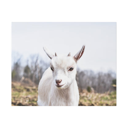 White kid goat facing the camera outdoors with a blurred field and trees in the background.