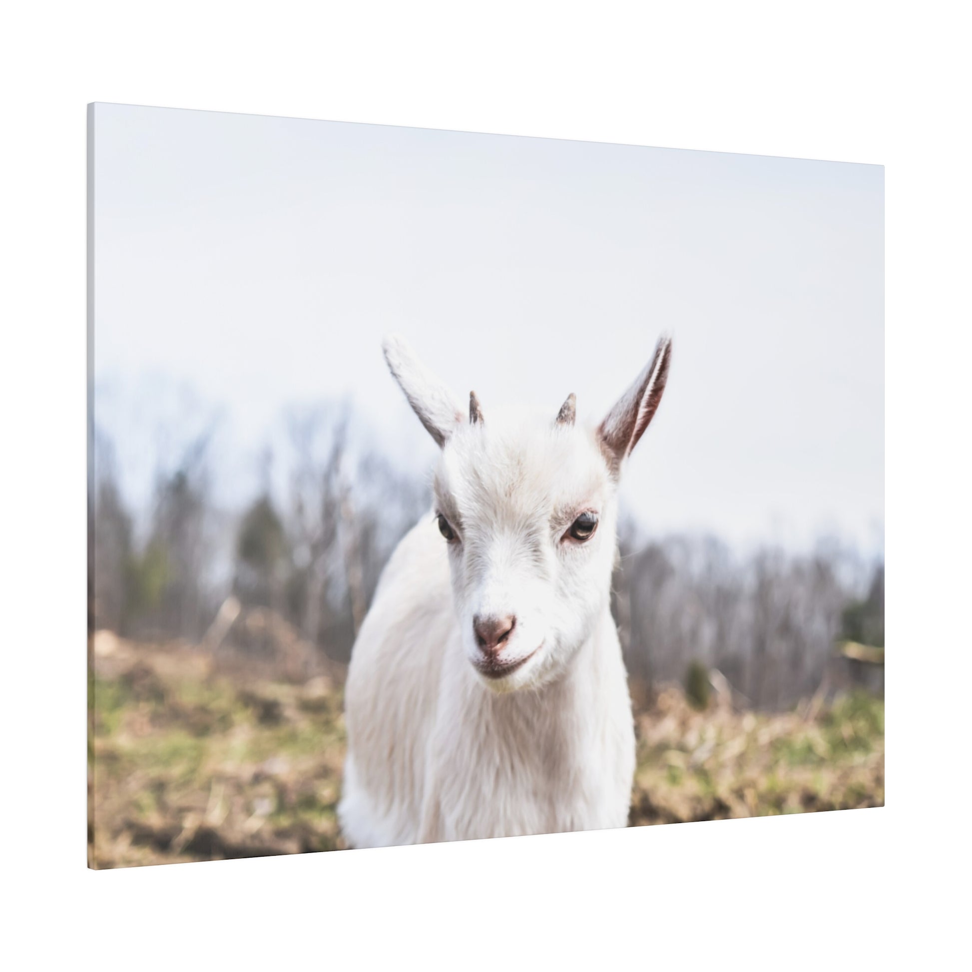 White goat facing the camera in a snowy field with leafless trees in the background.