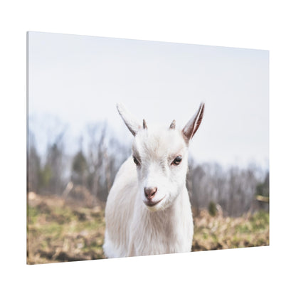 White goat facing the camera in a snowy field with leafless trees in the background.