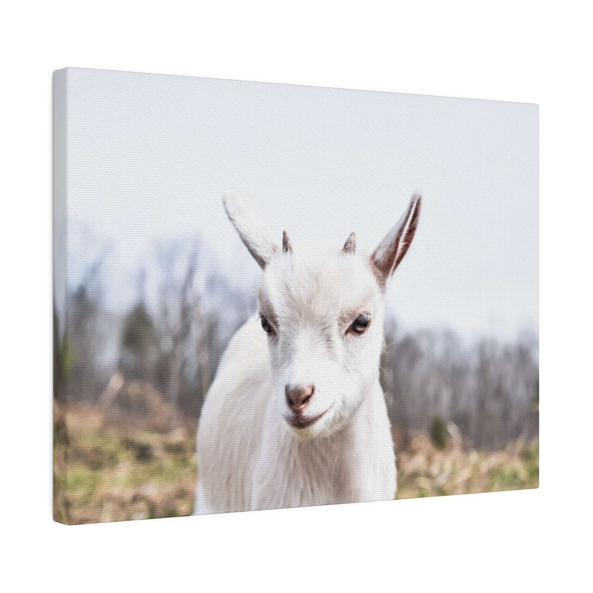 Close-up of a white goat facing the camera in a rural outdoor setting on a canvas print.
